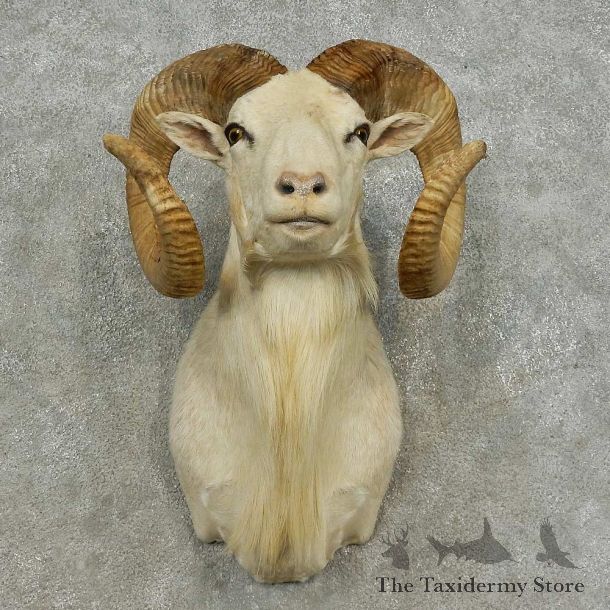 Dall Sheep Shoulder Mount For Sale #16872 @ The Taxidermy Store