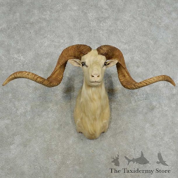Dall Sheep Shoulder Mount For Sale #16873 @ The Taxidermy Store