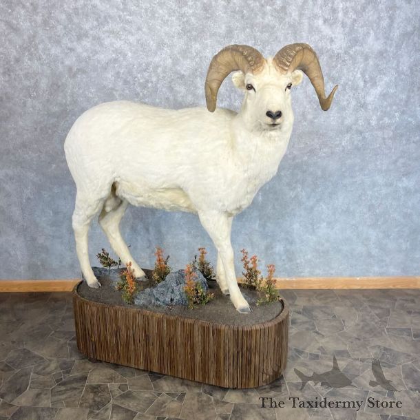 Dall Sheep Life-Size Mount For Sale #28698 @ The Taxidermy Store