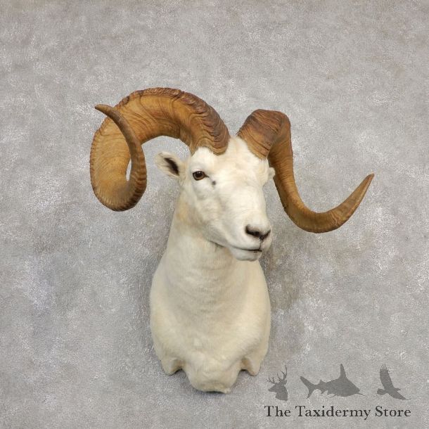 Dall Sheep Shoulder Mount For Sale #20334 @ The Taxidermy Store