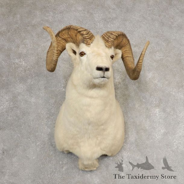 Dall Sheep Shoulder Mount For Sale #21063 @ The Taxidermy Store