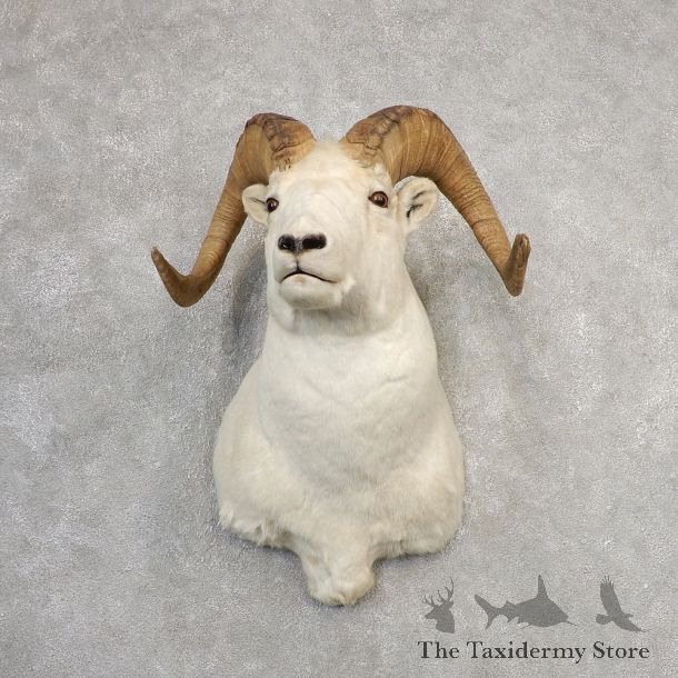 Dall Sheep Shoulder Mount For Sale #21104 @ The Taxidermy Store