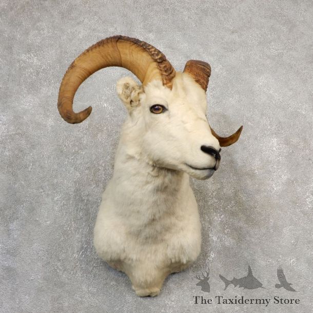 Dall Sheep Shoulder Mount For Sale #21105 @ The Taxidermy Store