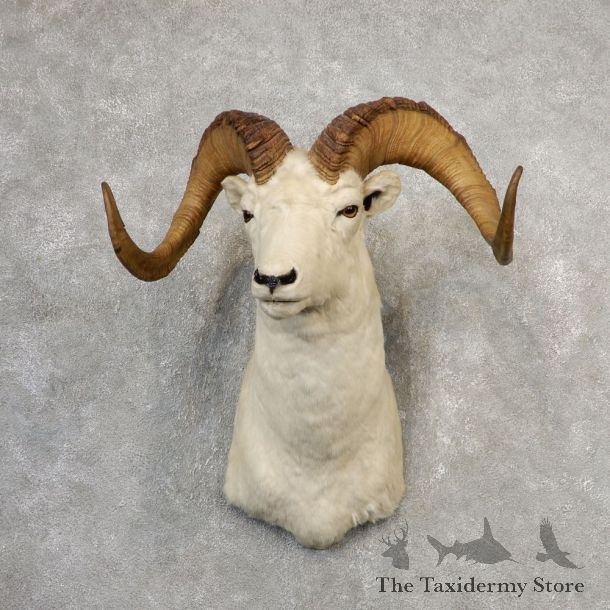 Dall Sheep Shoulder Mount For Sale #21106 @ The Taxidermy Store