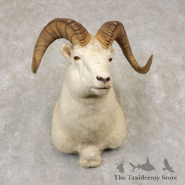 Dall Sheep Shoulder Mount For Sale #21430 @ The Taxidermy Store