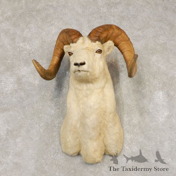 Dall Sheep Shoulder Mount For Sale #21431 @ The Taxidermy Store