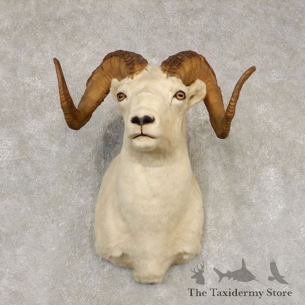 Dall Sheep Shoulder Mount For Sale #21432 @ The Taxidermy Store