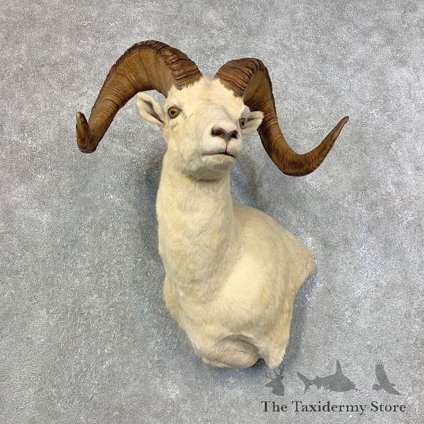Dall Sheep Shoulder Mount For Sale #21526 @ The Taxidermy Store