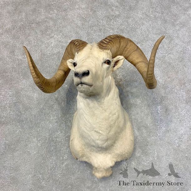 Dall Sheep Shoulder Mount For Sale #21528 @ The Taxidermy Store