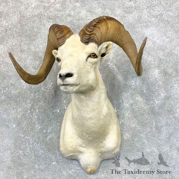 Dall Sheep Shoulder Mount For Sale #23885 @ The Taxidermy Store