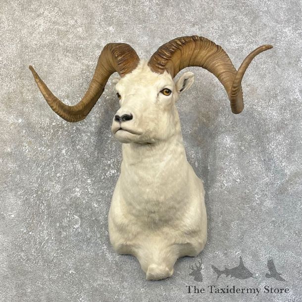 Dall Sheep Shoulder Mount For Sale #25156 @ The Taxidermy Store