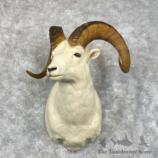 Dall Sheep Shoulder Mount For Sale #28454 @ The Taxidermy Store