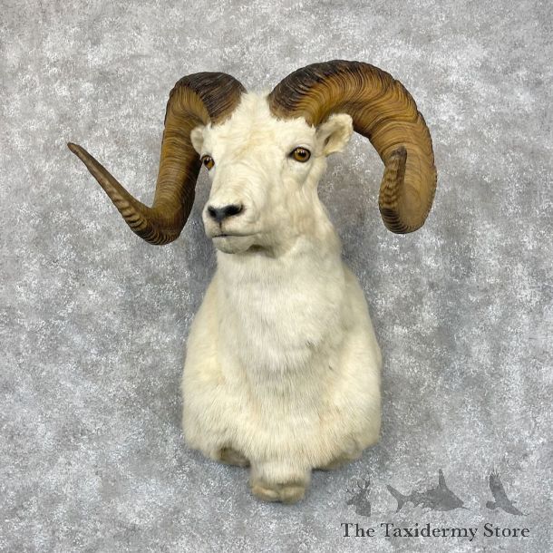 Dall Sheep Shoulder Mount For Sale #28683 @ The Taxidermy Store