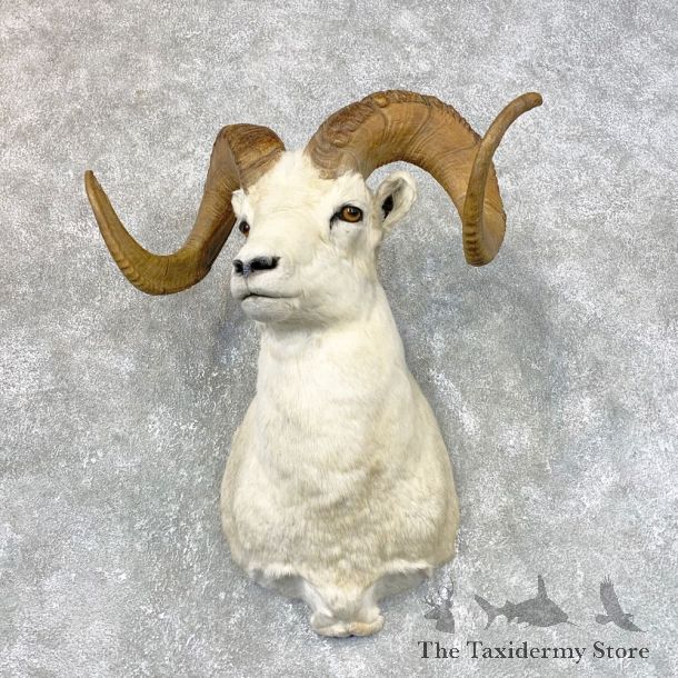 Dall Sheep Shoulder Taxidermy Mount #23979 For Sale @ The Taxidermy Store
