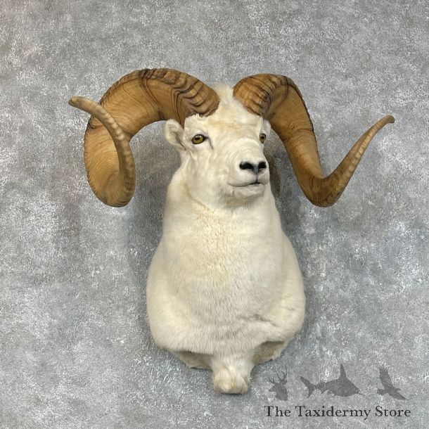 Dall Sheep Shoulder Taxidermy Mount #25321 For Sale @ The Taxidermy Store