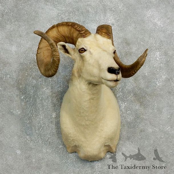 Dall Sheep Shoulder Mount For Sale #17637 @ The Taxidermy Store