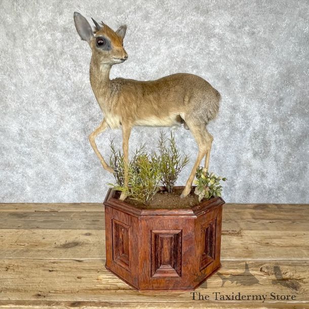 African Dik-Dik Life-Size Mount For Sale #28324 @ The Taxidermy Store