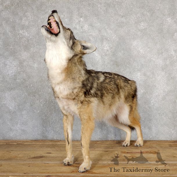 Dark Phase Coyote Life-Size Mount For Sale #19044 @ The Taxidermy Store