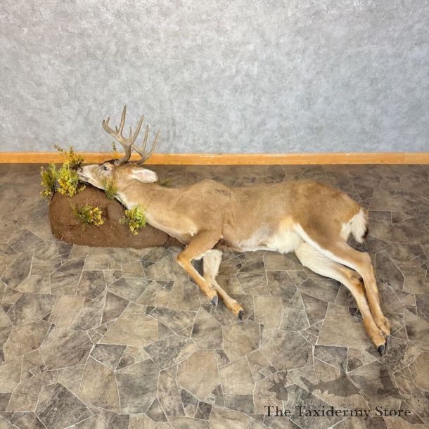 Whitetail Deer Life-Size Mount For Sale #26879 @ The Taxidermy Store