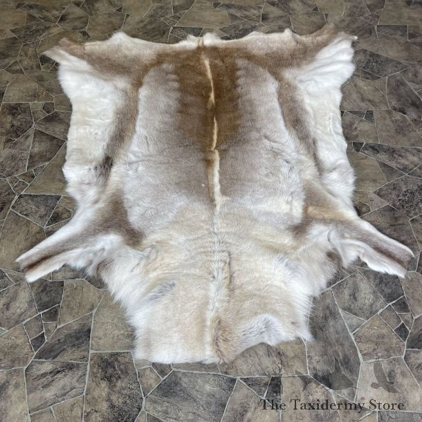 Decorative Caribou Hide For Sale #25362 @ The Taxidermy Store