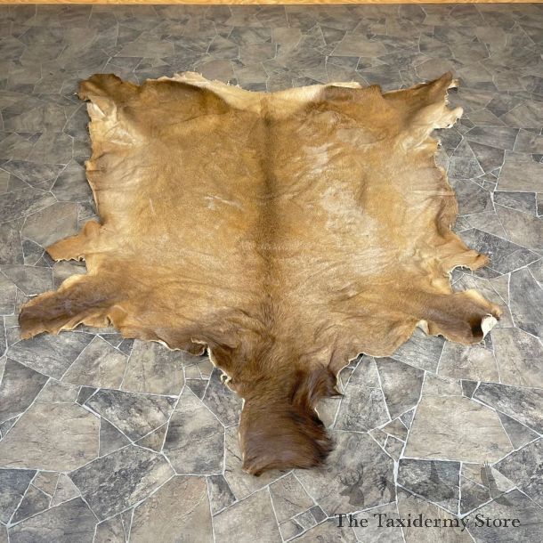 Decorative Elk Hide For Sale #24320 @ The Taxidermy Store
