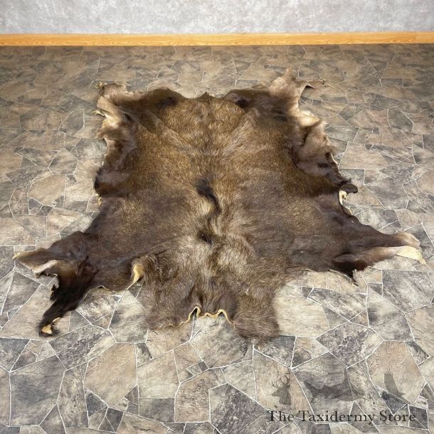 Decorative Moose Hide For Sale #24319 @ The Taxidermy Store