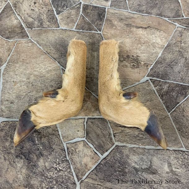 Deer Hoof Craft Pack For Sale #22018 @ The Taxidermy Store