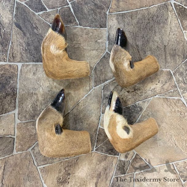 Deer Hoof Craft Pack For Sale #22019 @ The Taxidermy Store