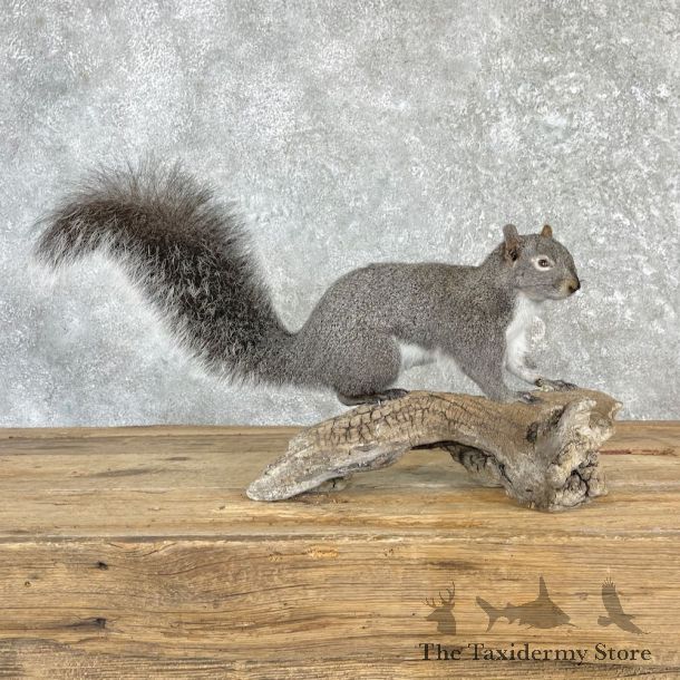 Delmarva Fox Squirrel Mount For Sale #27115 @ The Taxidermy Store