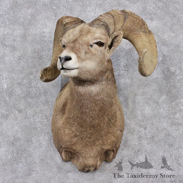 Desert Sheep Shoulder Taxidermy Mount #12512 For Sale @ The Taxidermy Store