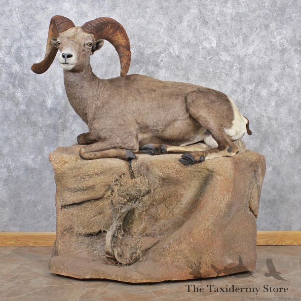 Desert Sheep Life Size Taxidermy Mount #12511 For Sale @ The Taxidermy Store