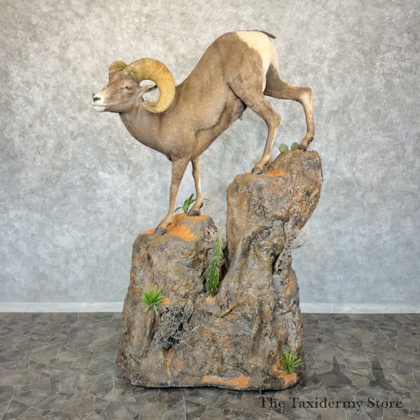 Desert Bighorn Sheep Taxidermy Mount #24755 For Sale - The Taxidermy Store