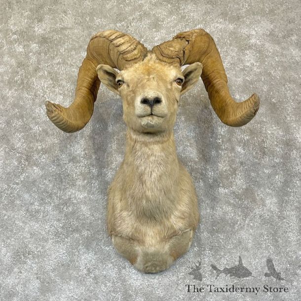 Desert Bighorn Sheep Shoulder Mount For Sale #28275 @ The Taxidermy Store