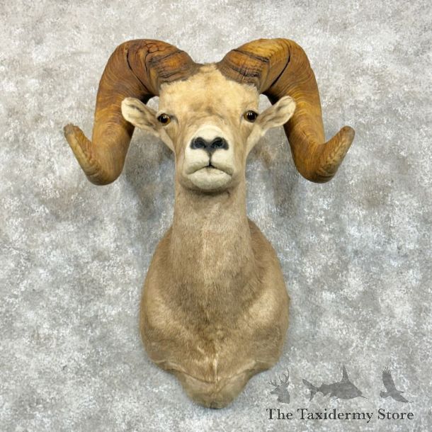 Desert Bighorn Sheep Shoulder Mount For Sale #28847 @ The Taxidermy Store