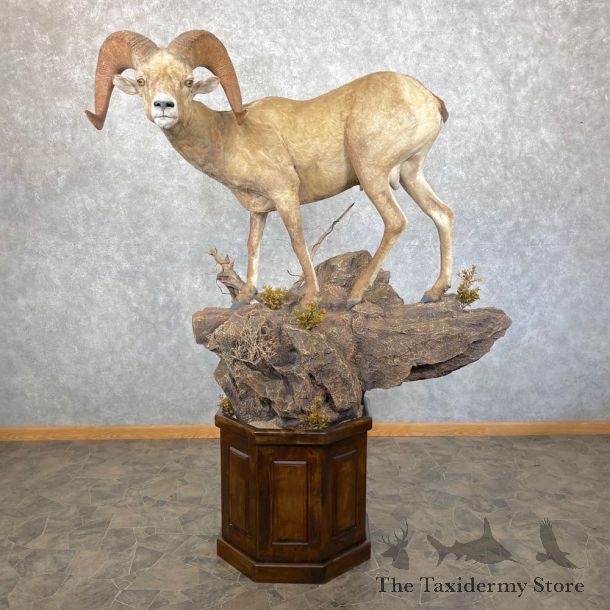 Desert Bighorn Sheep Taxidermy Mount #24512 For Sale - The Taxidermy Store