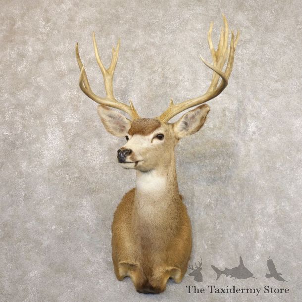 Desert Mule Deer Shoulder Mount For Sale #22175 @ The Taxidermy Store