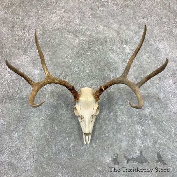 Desert Mule Deer Skull Antler European Mount For Sale #23611 @ The Taxidermy Store