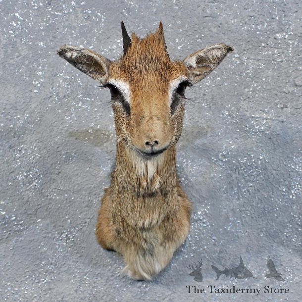 African Dik-dik Shoulder Mount #11997 For Sale @ The Taxidermy Store