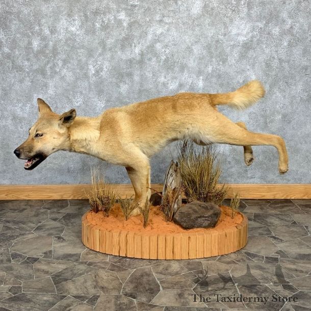Dingo Life-Size Mount For Sale #21269 @ The Taxidermy Store