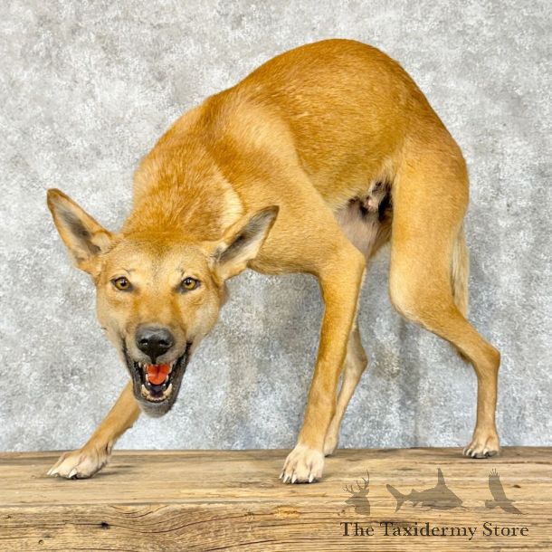 Dingo Life-Size Mount For Sale #21269 @ The Taxidermy Store