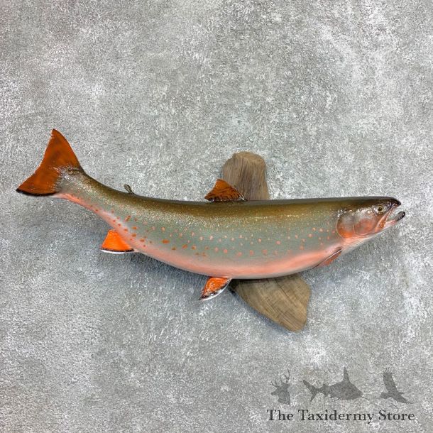 Dolly Varden Trout Fish Mount For Sale #22120 @ The Taxidermy Store