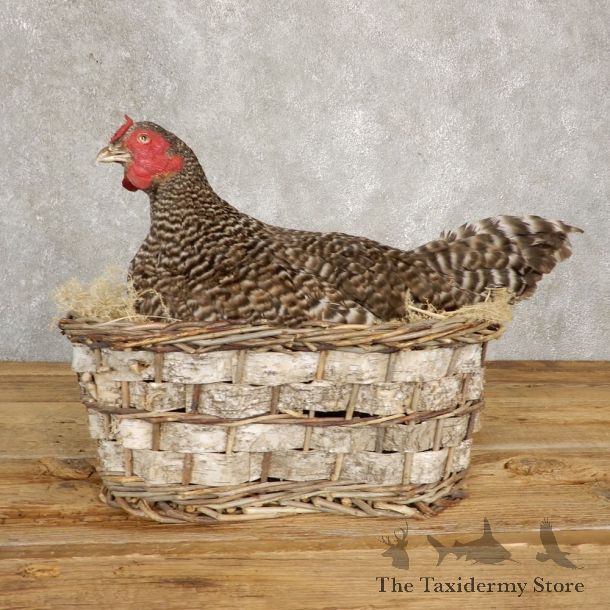 Domestic Chicken Bird Mount For Sale #21192 @ The Taxidermy Store