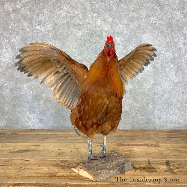 Domestic Chicken Bird Mount For Sale #23394 @ The Taxidermy Store