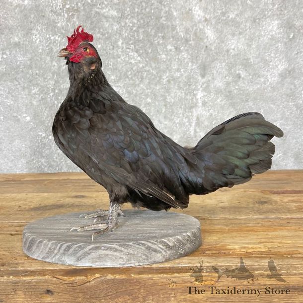 Domestic Chicken Bird Mount For Sale #24720 @ The Taxidermy Store