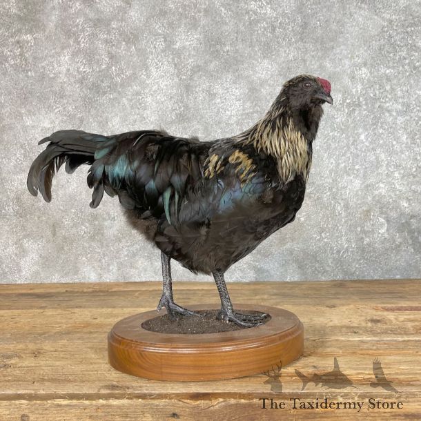 Domestic Chicken Bird Mount For Sale #25351 @ The Taxidermy Store