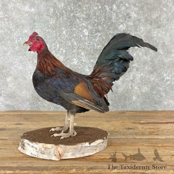 Domestic Chicken Bird Mount For Sale #25971 @ The Taxidermy Store