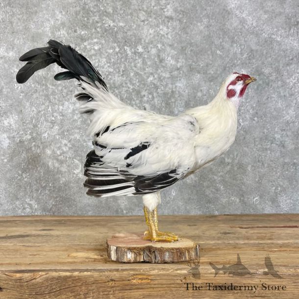 Domestic Chicken Bird Mount For Sale #28027 @ The Taxidermy Store