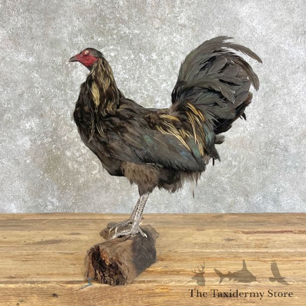 Domestic Chicken Bird Mount For Sale #28029 @ The Taxidermy Store