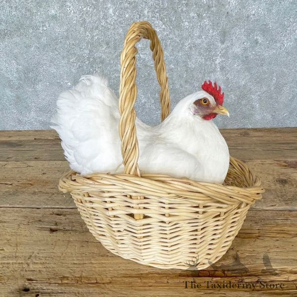 Domestic Chicken Hen Bird Mount For Sale #24706 @ The Taxidermy Store