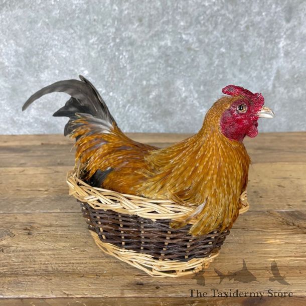 Domestic Chicken Hen Bird Mount For Sale #24715 @ The Taxidermy Store